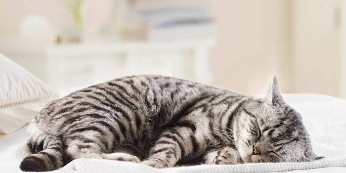 Gato está dormindo