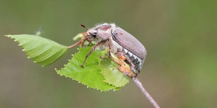 Maybug na roślinie