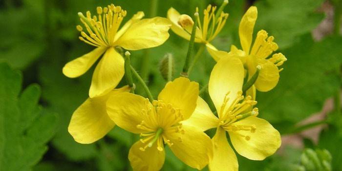 Celandine de florescência