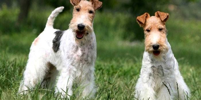 Psie plemeno Fox Terrier