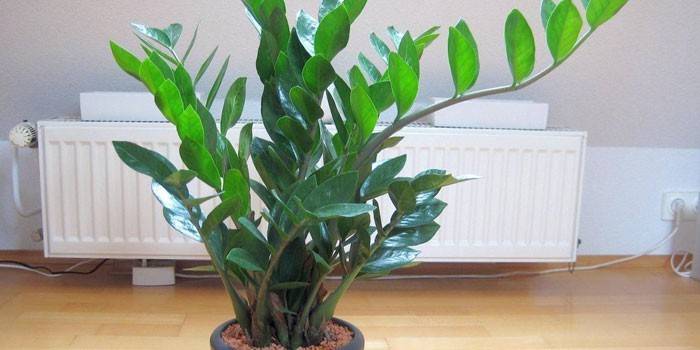 Závod Zamioculcas v kvetináči