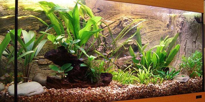 Plantas no aquário