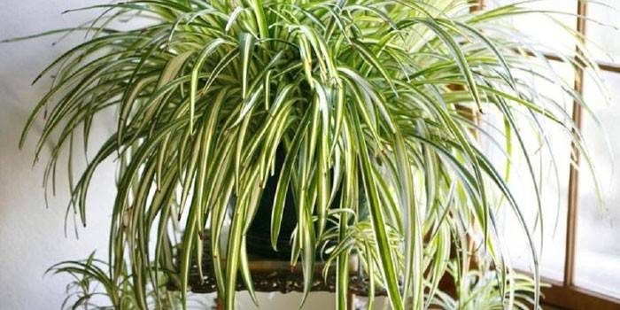 Chlorophytum chocholatý