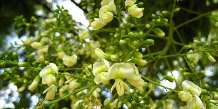 Kwiaty Sophora