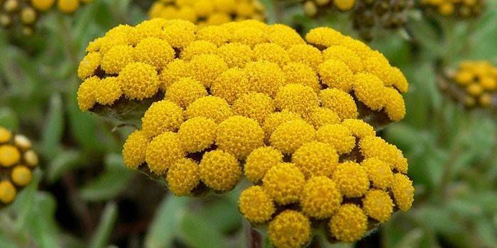 Grama Immortelle