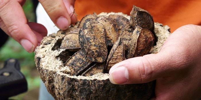 Fruta da castanha do brasil
