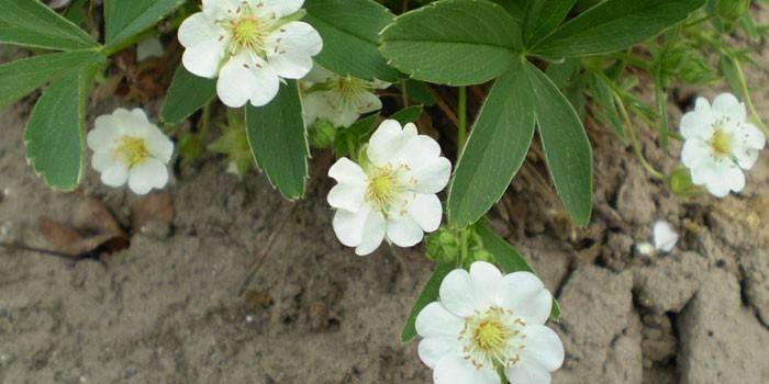 Florescendo cinquefoil branco
