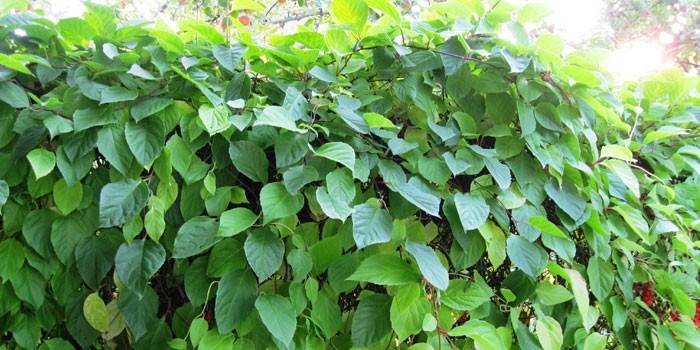 Bush de Schisandra chinensis
