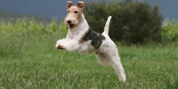 Pes Fox Terrier