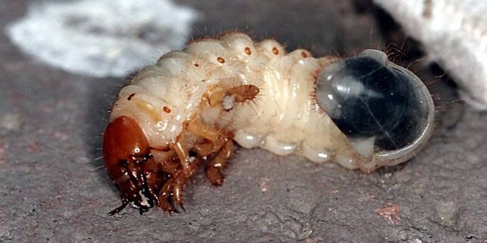 Larwa Maybug
