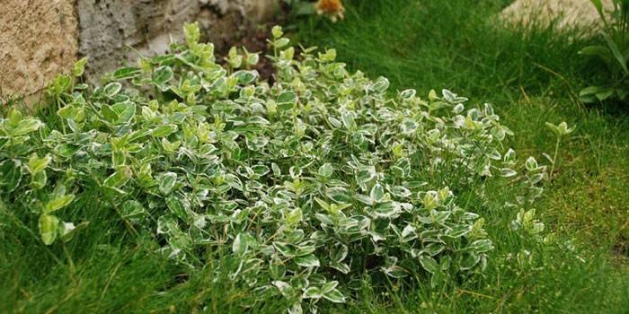 Planta Euonymus