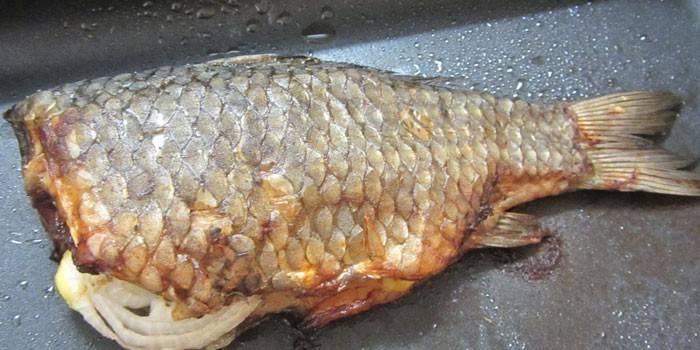Šupinatá rieka Bass