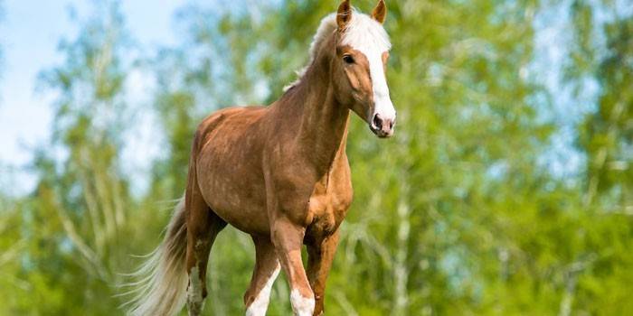 Um cavalo