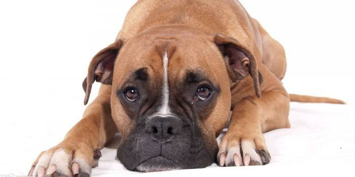 Cão Boxer