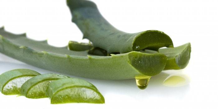 Folhas de aloe