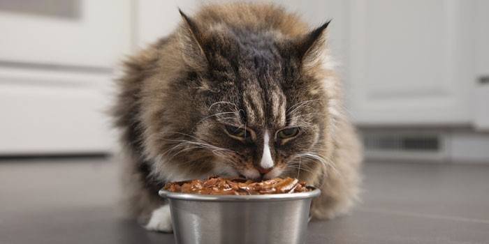 Gato come