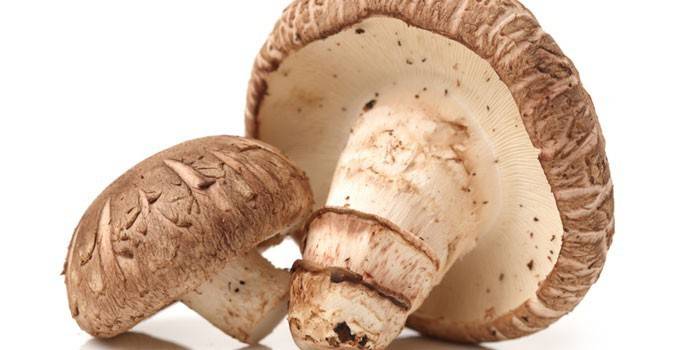 Cogumelo Shiitake cru