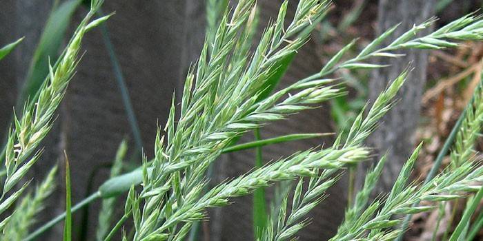 Orelhas de rastejamento de Wheatgrass