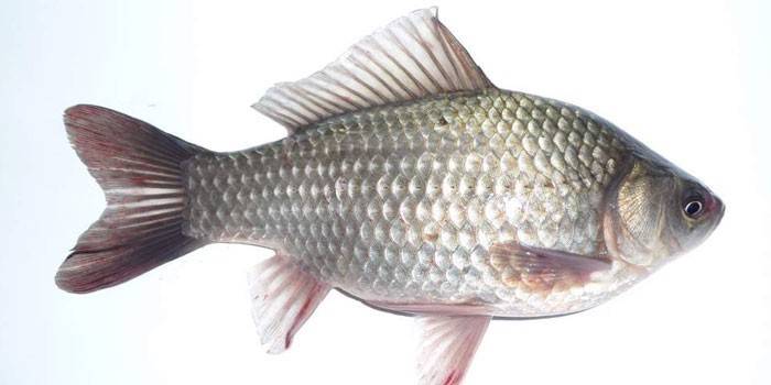 Rio crucian