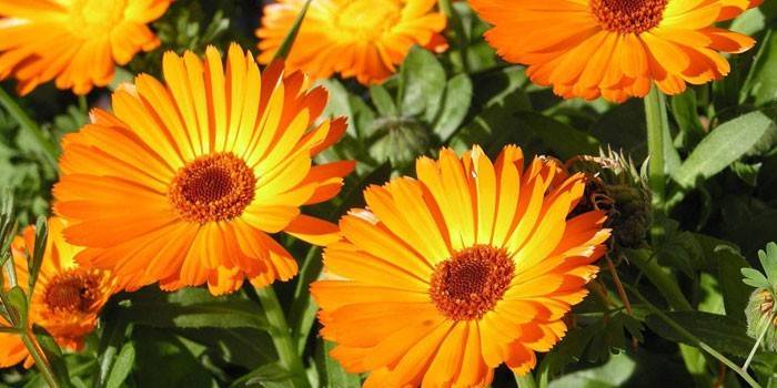 Flores de calêndula