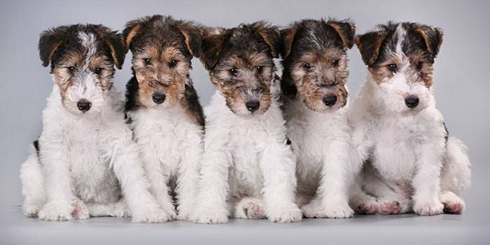 Fox Terrier Puppy