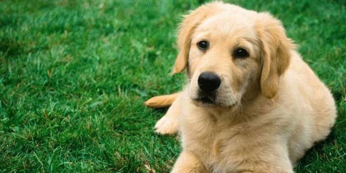 Labrador na spacer