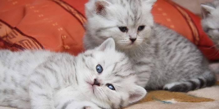 Dois gatinhos