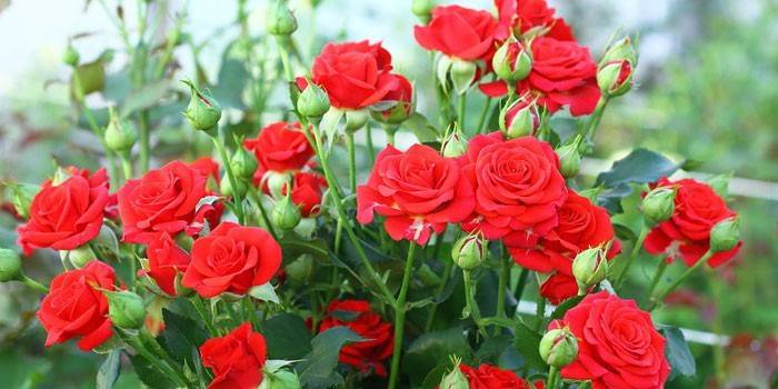 Rosa roja que florece en el jardín