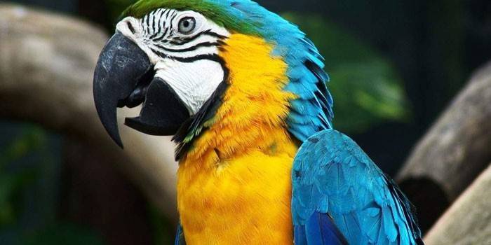 Loro guacamayo con coloración amarillo-azul