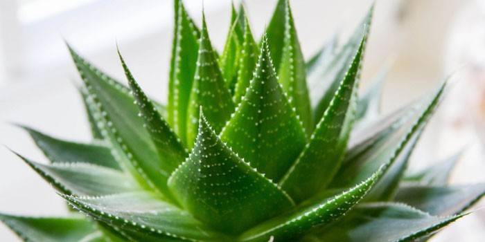 Rastlina Aloe vera