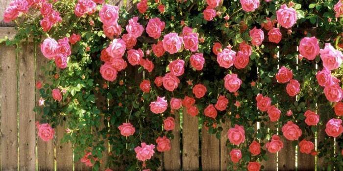 Bush rosa rosa en la valla