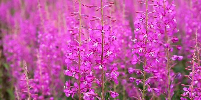 Kvitnúce Fireweed