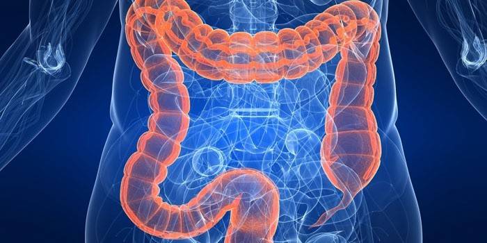 Intestinos humanos