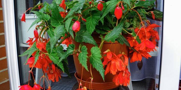 Begonia Ampel