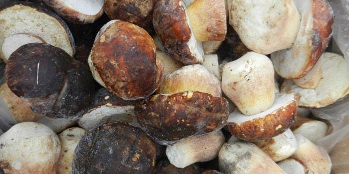 Mrożone Ceps