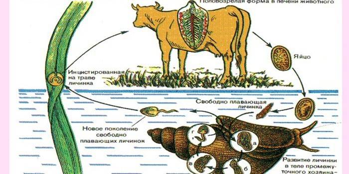 Ciclo de desenvolvimento da pata hepática