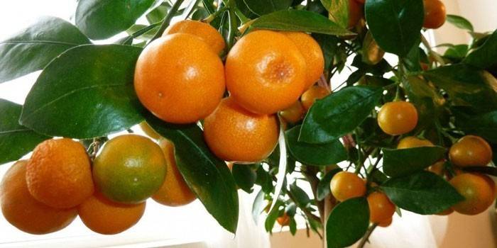 Mandarinka strom v kvetináči