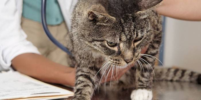 Gato e veterinário