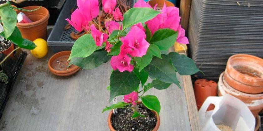 Izba Bougainvillea