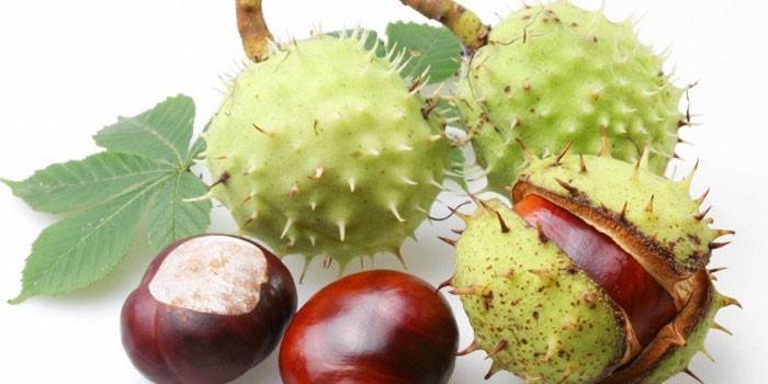 Castanha da Índia