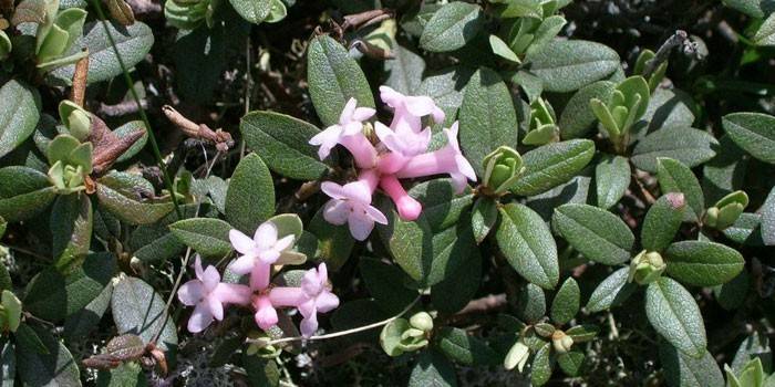 Blooming Sagan Dail