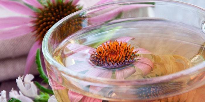 Caldo Echinacea em um copo