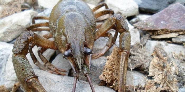 Cáncer en las piedras