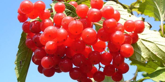 Viburnum rojo