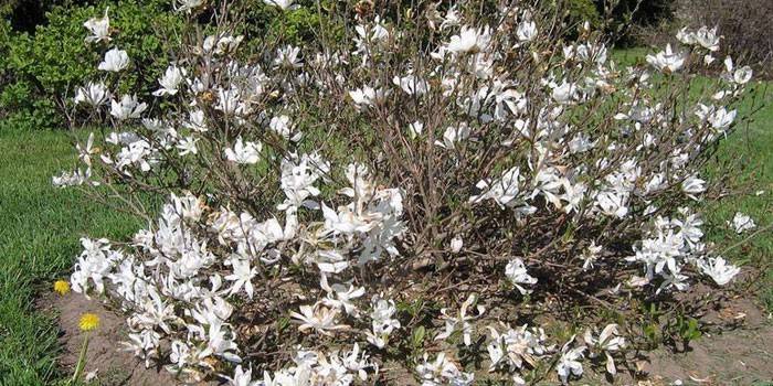Kwitnący krzew magnolii