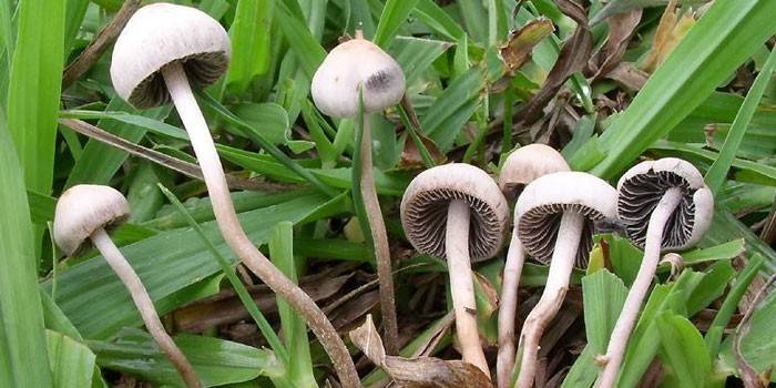 Cogumelos alucinógenos na floresta