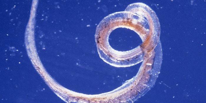 Whipworm parasita