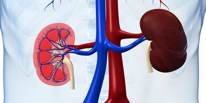 Ubicación esquemática de los riñones en el cuerpo humano.