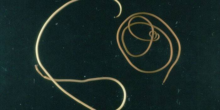 Worms Hairy