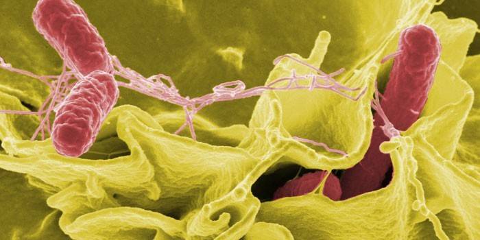 Salmonella pod mikroskopom